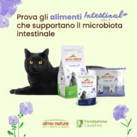 Almo Nature Intestinal Help Gatti Adulti – 30 Bustine da 70g (2,1 kg Totali) –  Umido al Pesce per Problemi Intestinali - immagine 4