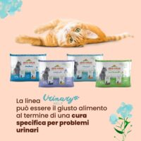 Almo Nature Holistic Urinary Help Gatti Adulti – 30 Bustine da 70g – Alimento Umido al Tacchino per Vie Urinarie - immagine 4