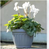 Bama Vaso Roma con Piattino 27x52x49 cm – Vaso in Resina Grigio per Interno ed Esterno, Resistente e Leggero - immagine 3