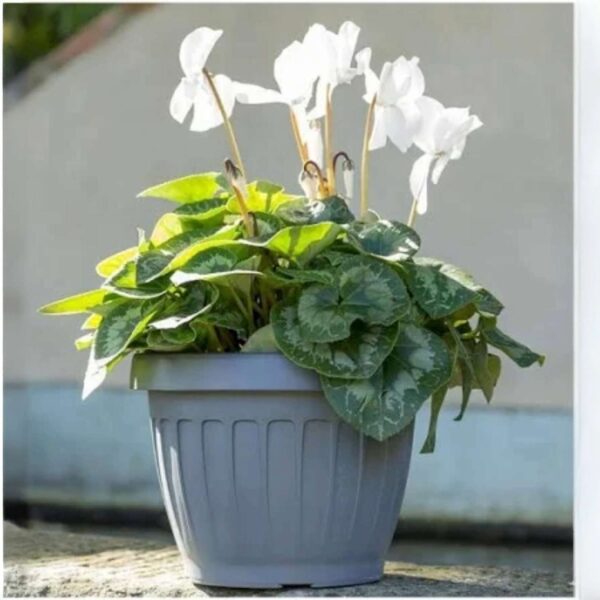 Bama Vaso Roma con Piattino 27x52x49 cm – Vaso in Resina Grigio per Interno ed Esterno, Resistente e Leggero - immagine 3