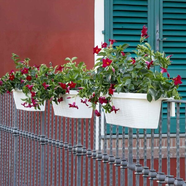 Bama Fioriera Rondine 60x20x18,5 cm – Vaso da Balcone in Resina Colore Panna, Elegante e Resistente per Esterni - immagine 4