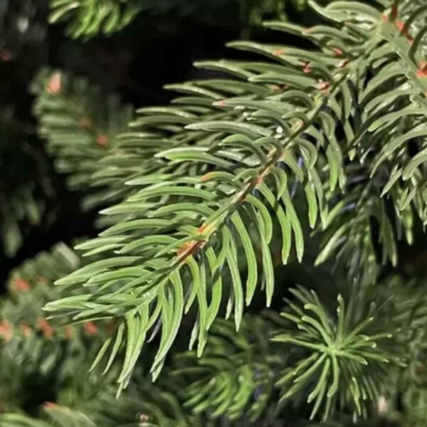 Albero di Natale 210 cm EverGlow con 1292 Rami in PE+PVC – Realistico, Folto, Ø121 cm, Montaggio ad Ombrello Facile e Veloce - immagine 3