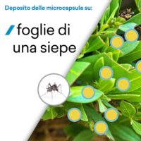 Insetticida Concentrato 250 ml Made in Italy – Azione Mirata su Insetti Volanti e Striscianti con Tecnologia Microincapsulata - immagine 4