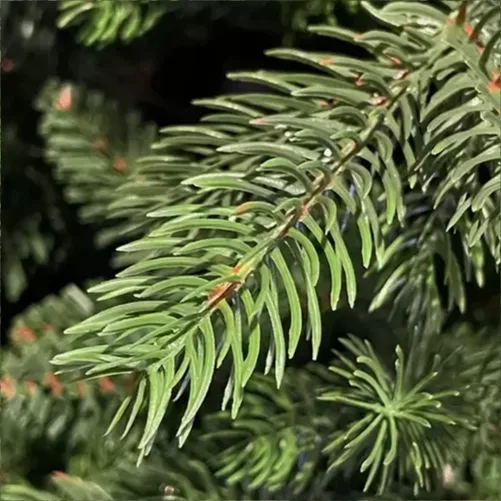 Albero di Natale "Winter Elegance" CM.210 PE+PVC – 1418 Rami per un Effetto Naturale, Diametro 124 cm - immagine 3