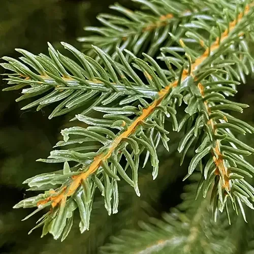 Albero di Natale 210 cm Modello: Gaetano – 1874 Rami Ultra Realistici, Montaggio ad Ombrello, Ø137 cm – Alta Qualità & Magia Natalizia - immagine 3