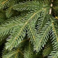 Albero di Natale 210 cm Modello: Gaetano – 1874 Rami Ultra Realistici, Montaggio ad Ombrello, Ø137 cm – Alta Qualità & Magia Natalizia - immagine 4