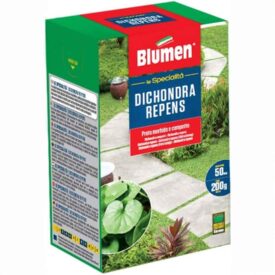 Blumen semi tappeto erboso nano perenne – prato compatto, morbido e senza bisogno di taglio