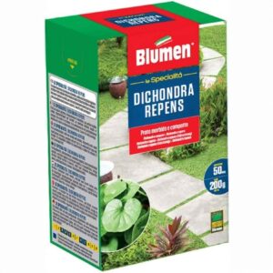 Blumen semi tappeto erboso nano perenne – prato compatto, morbido e senza bisogno di taglio