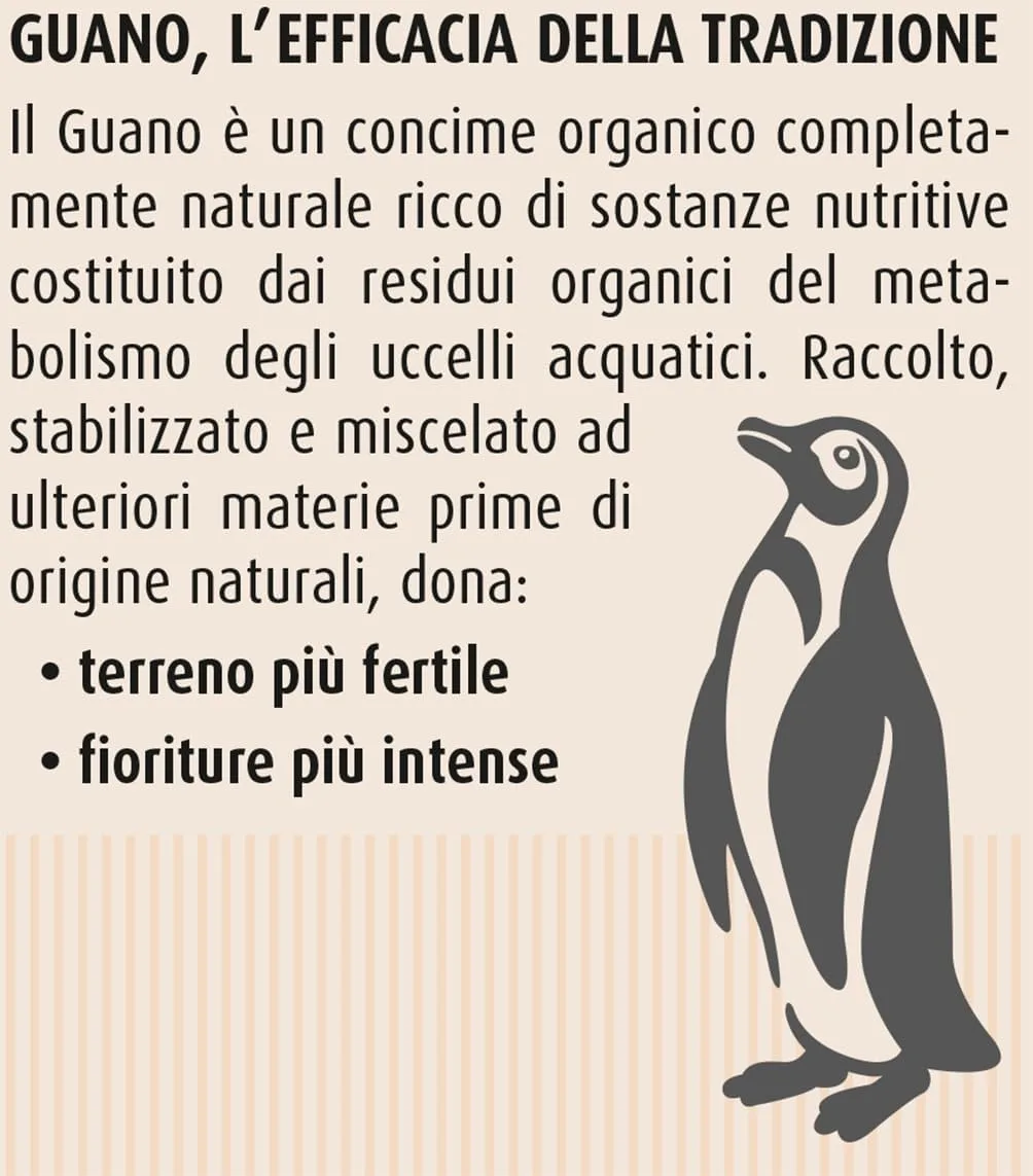 Compo Bio –  Concime per Rose - 2 Kg - 100% Organico Naturale - Consentito in Agricoltura Biologica - Per Fioriture Intense e Profumate - immagine 4