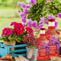 Concime per Gerani e Piante Fiorite - Crescita Miracolosa - Fertilizzante Liquido per Balcone e Giardino - Fioriture Abbondanti e Colori Vivi – 750 ML - immagine 3